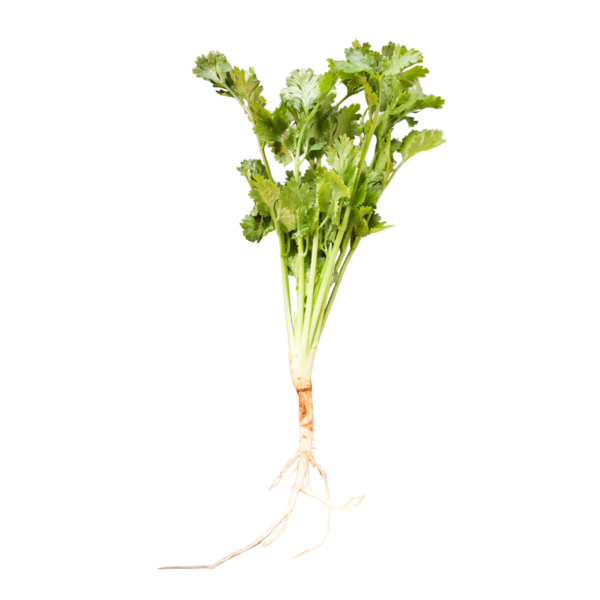 Coriander with Roots