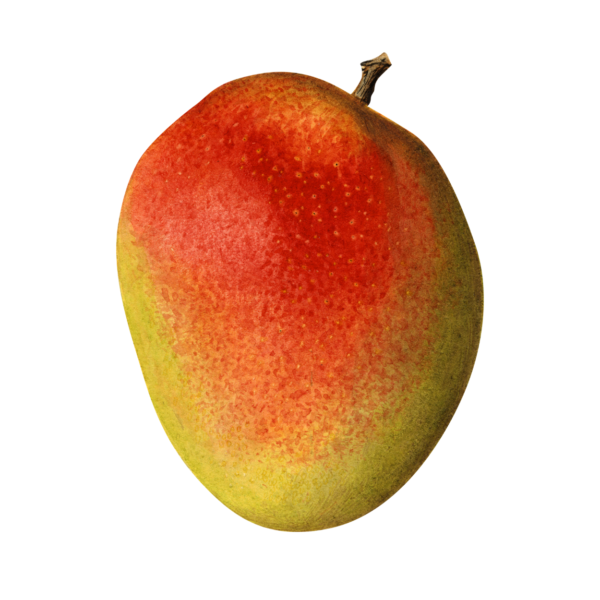 Mango - Pairi